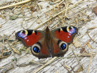 Similar image 21493499