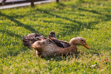 Similar image 21493182