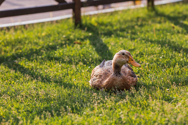 Similar image 21493184