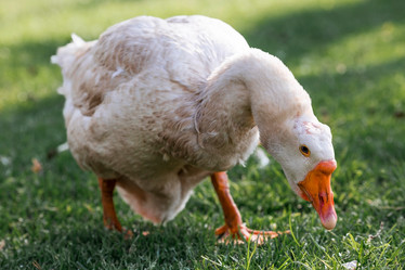 Similar image 21493200