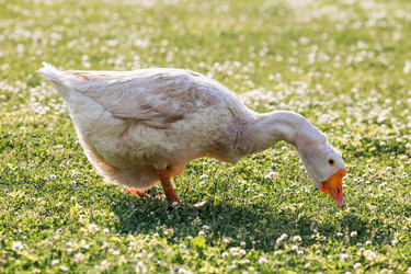 Similar image 21493227