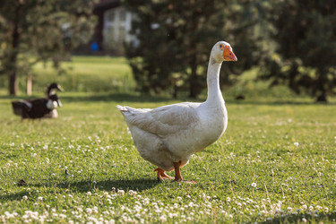 Similar image 21493237