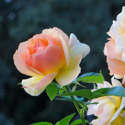 Similar image 21493514