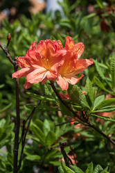 Similar image 21492705