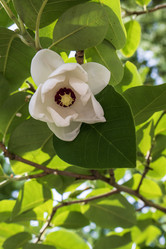 Similar image 21492706