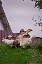 Similar image 21492661