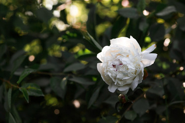 Similar image 21493397