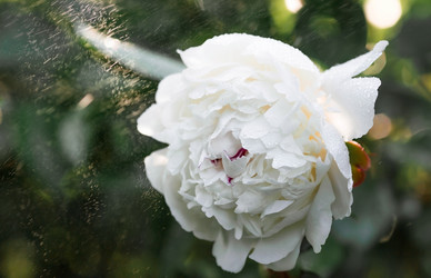 Similar image 21493398