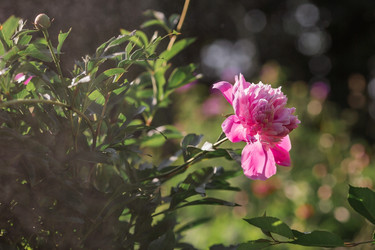 Similar image 21493410