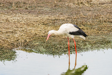 Similar image 21493527