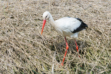 Similar image 21493531