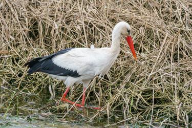 Similar image 21493533