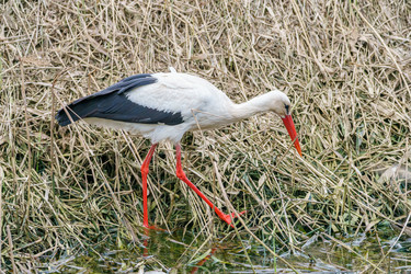 Similar image 21493534