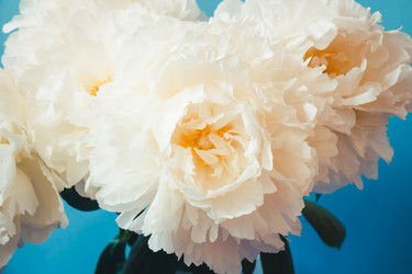 Similar image 21493603