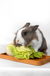 Similar image 21495541