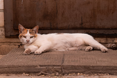 Similar image 21494972