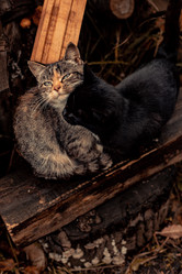 Similar image 21495029