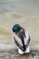 Similar image 21495032