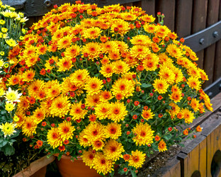 Similar image 21496704