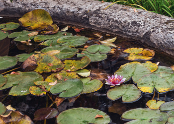 Similar image 21496707