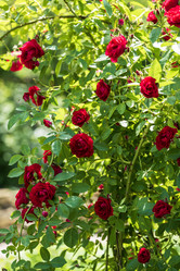 Similar image 21500483