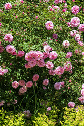 Similar image 21500485