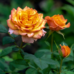 Similar image 21496718