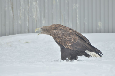 Similar image 21503663