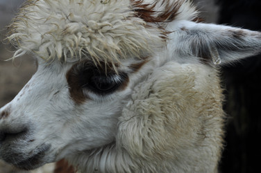 Similar image 21503666