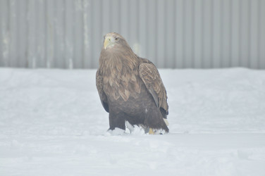 Similar image 21503672