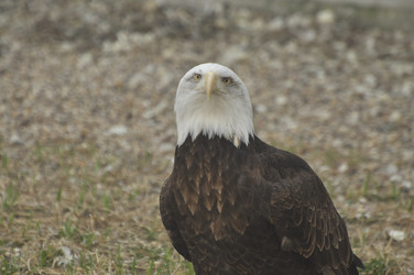 Similar image 21503984