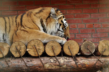 Similar image 21503985