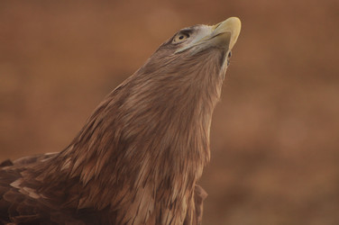 Similar image 21504171