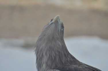 Similar image 21504288