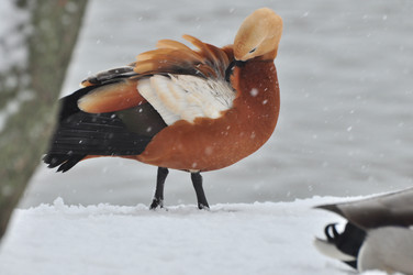 Similar image 21503989