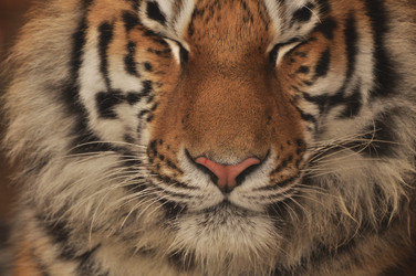 Similar image 21504188