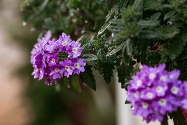 Similar image 21497525