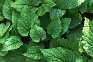 Similar image 21497833