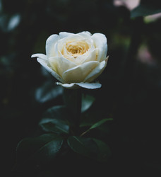 Similar image 21497646