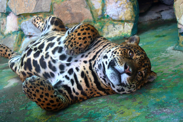 Similar image 21497739