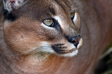 Similar image 21497740