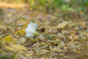 Similar image 21497475