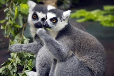 Similar image 21497745