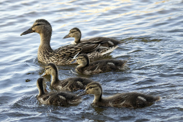 Similar image 21497748