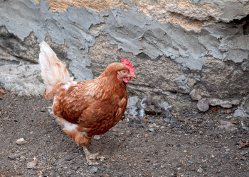 Similar image 21497754