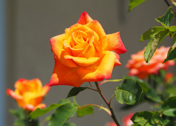 Similar image 21498377