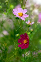 Similar image 21497506