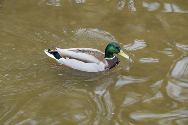 Similar image 21500132