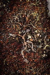 Similar image 21502020