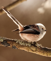 Similar image 21502028